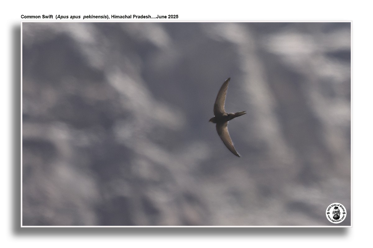 Common Swift - ML637473562