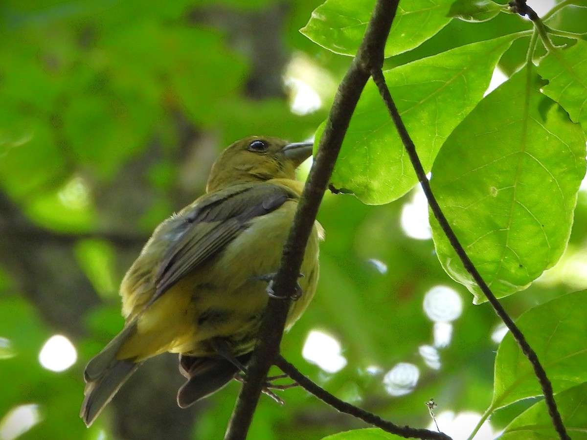 Scarlet Tanager - ML637473587
