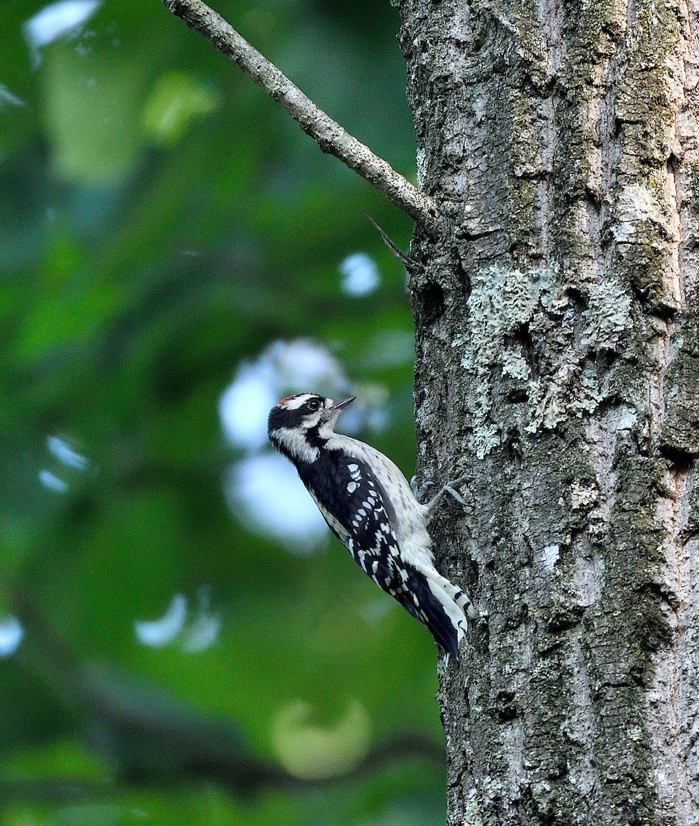 Downy Woodpecker - ML637473616