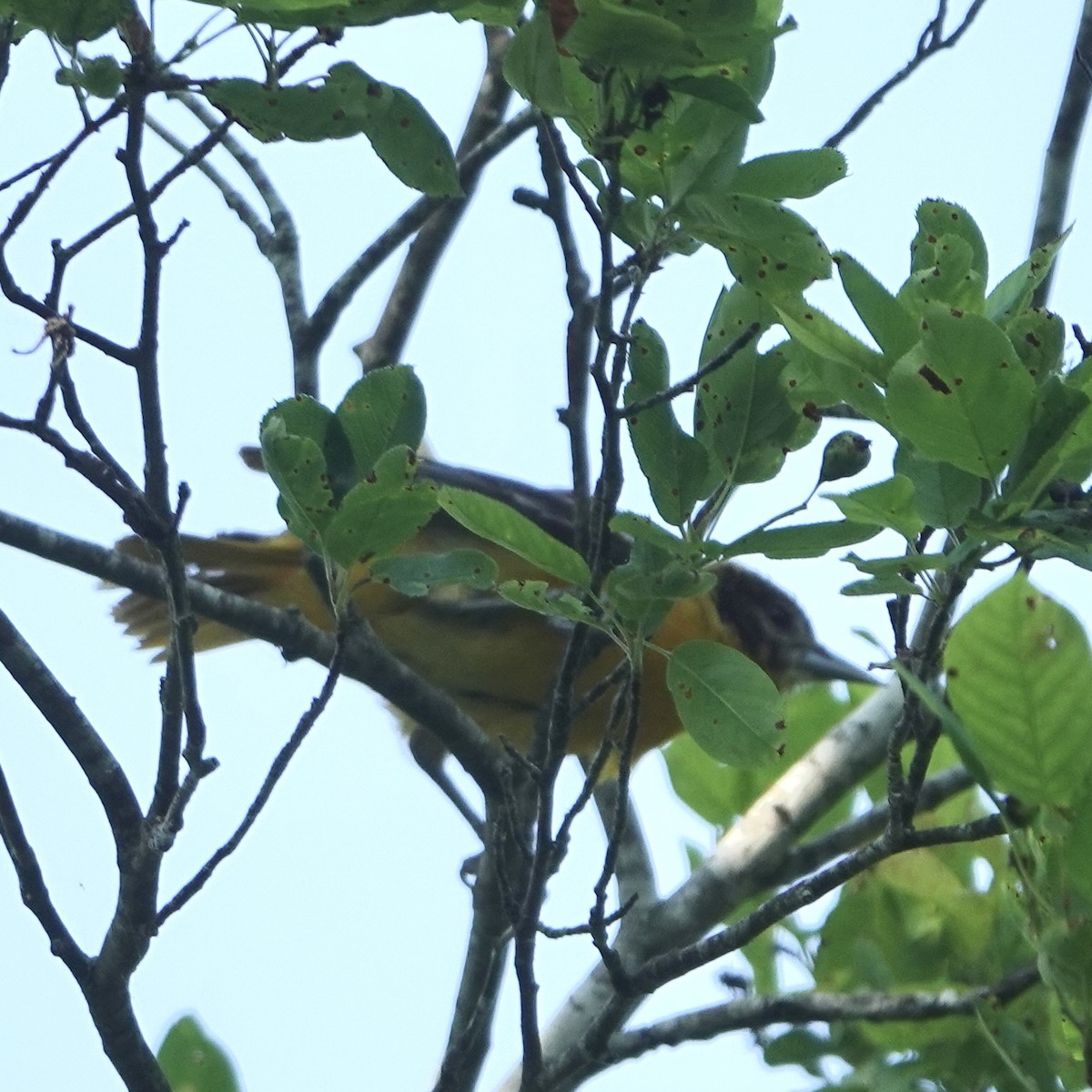 Baltimore Oriole - ML637473626