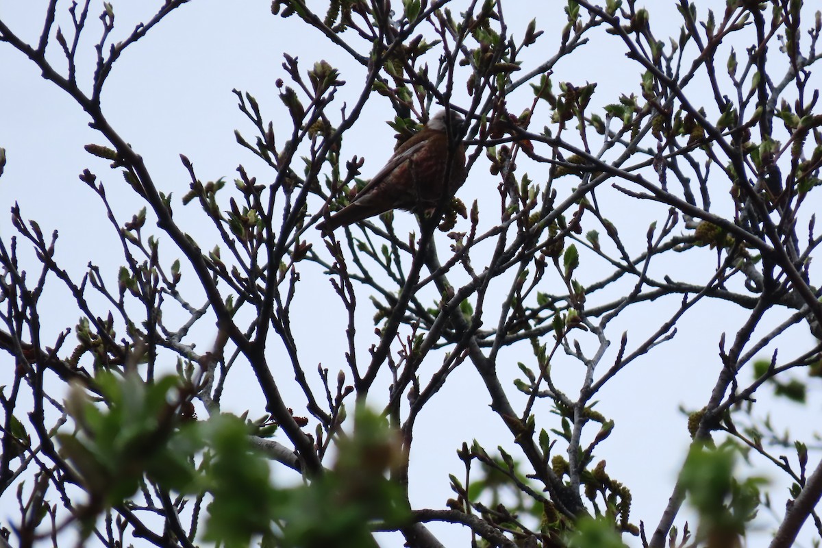 Gray-crowned Rosy-Finch - ML637473630