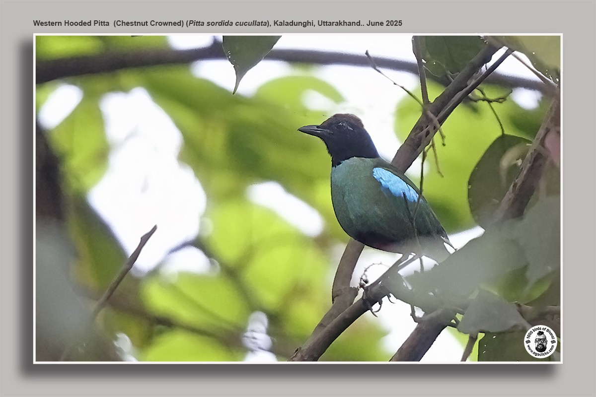 Western Hooded Pitta - ML637473631