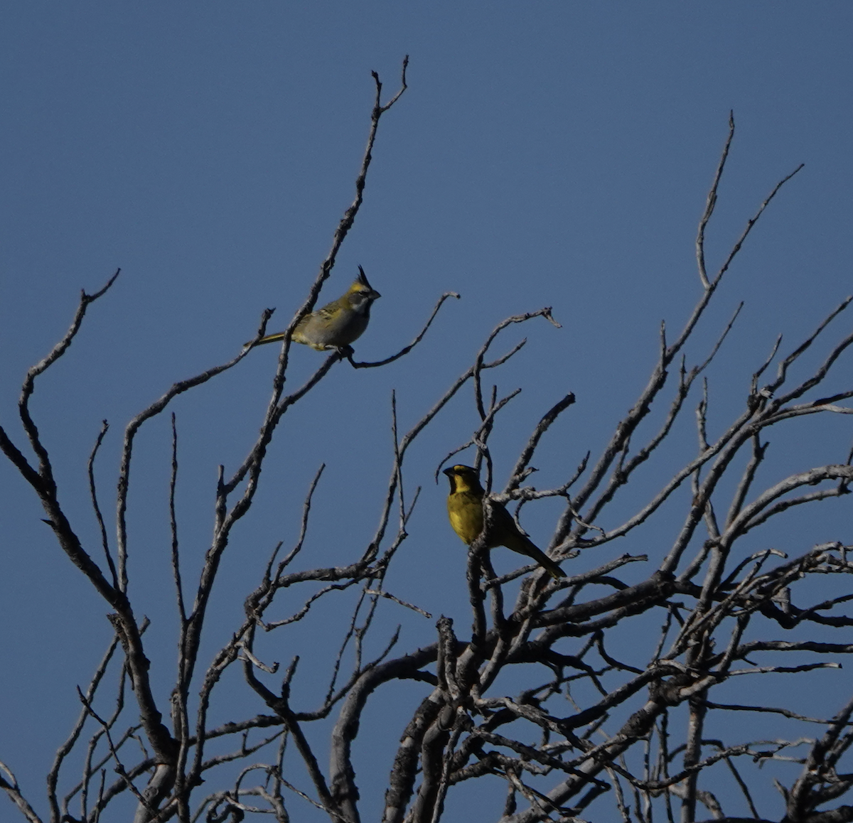 Yellow Cardinal - ML637473651