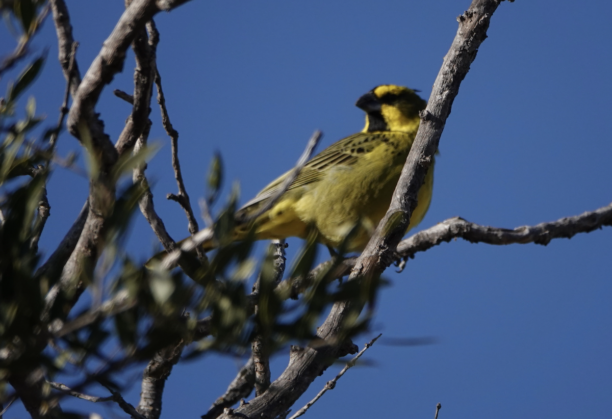 Yellow Cardinal - ML637473668