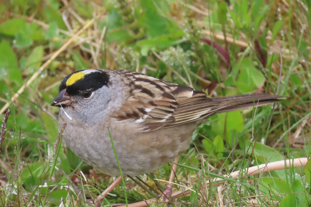 Golden-crowned Sparrow - ML637473670