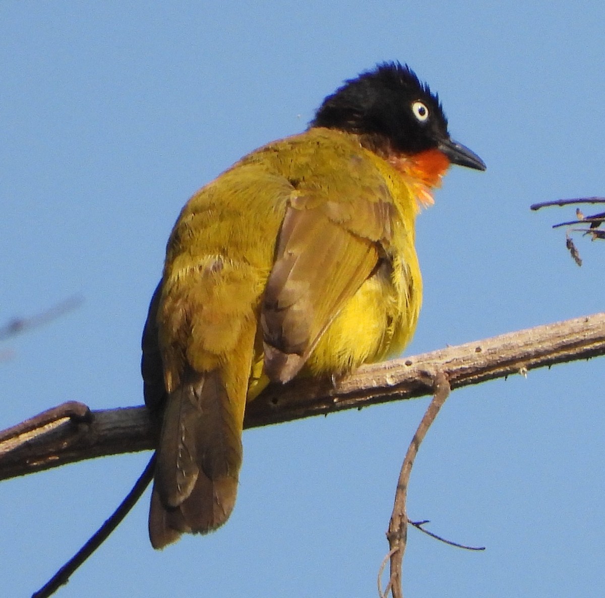Flame-throated Bulbul - ML637473690