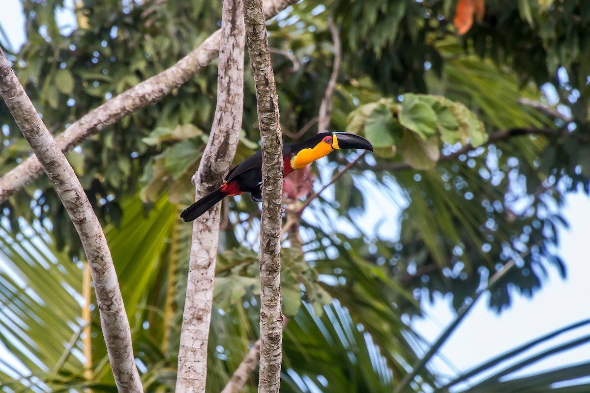 Channel-billed Toucan - ML63747381