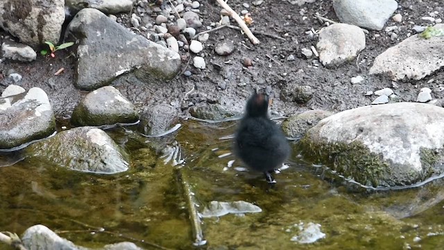 Gallineta Común - ML637473816