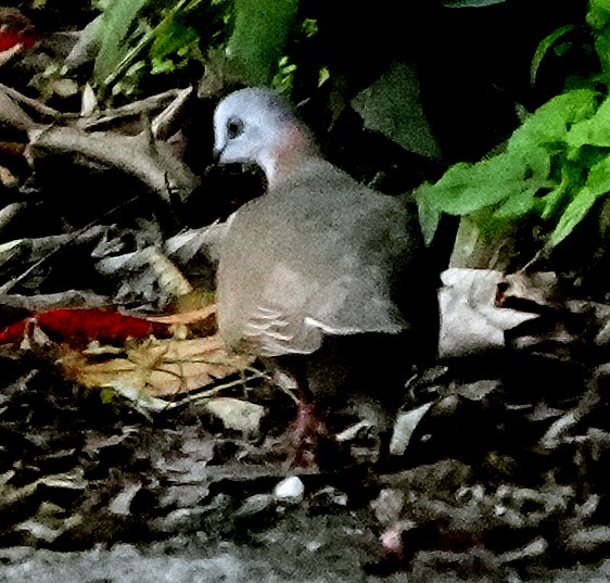 Caribbean Dove - ML637473823