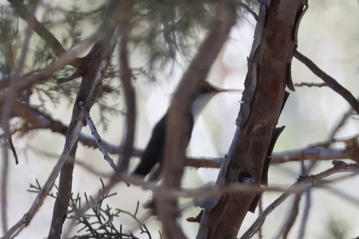 Violet-crowned Hummingbird - ML637473877