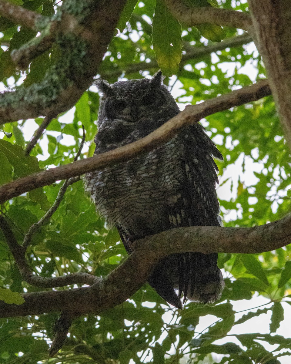 Spotted Eagle-Owl - ML637473880