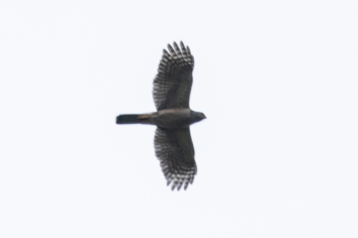 African Goshawk - ML637473895