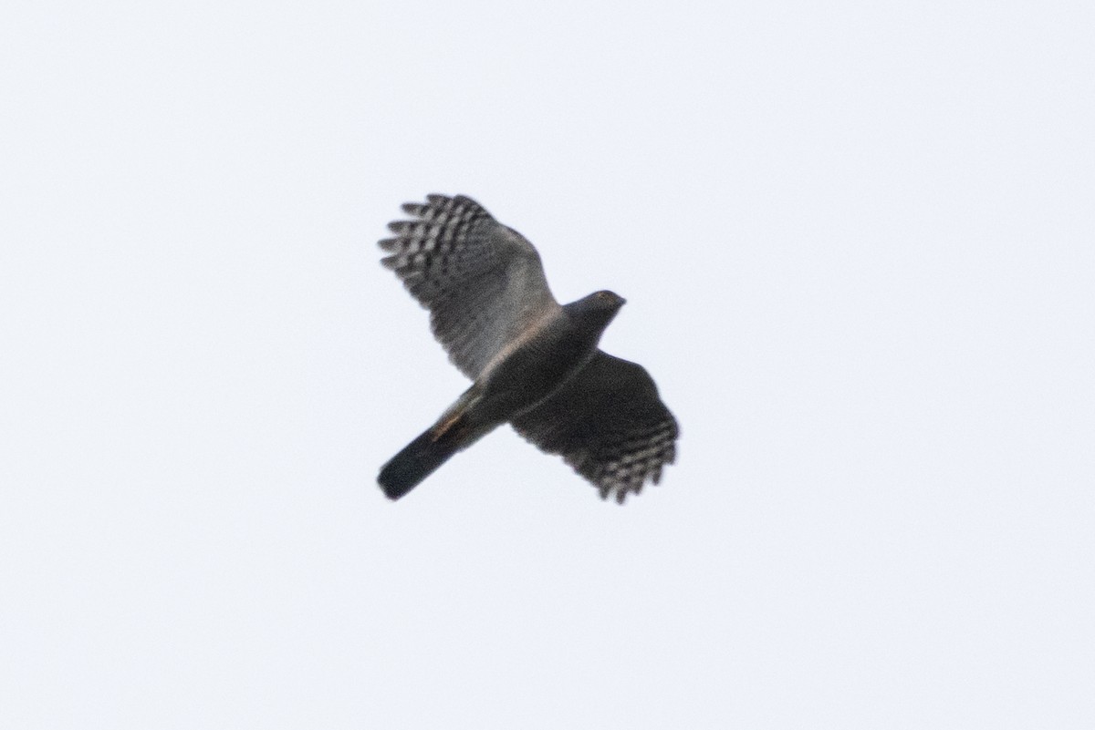 African Goshawk - ML637473896