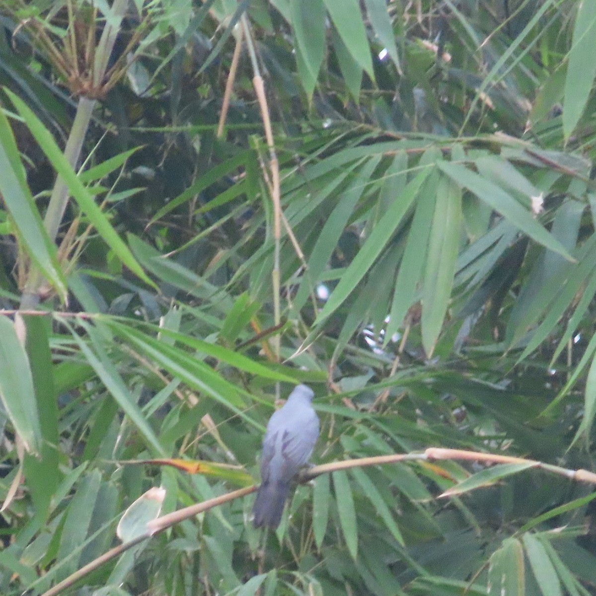 Wallacean Cuckooshrike (Timor) - ML637473900