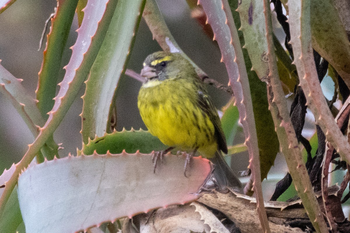 Forest Canary - ML637473923