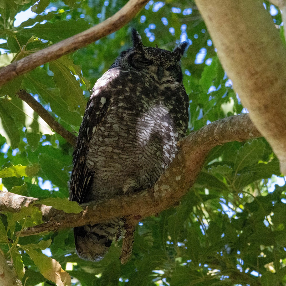 Spotted Eagle-Owl - ML637473968