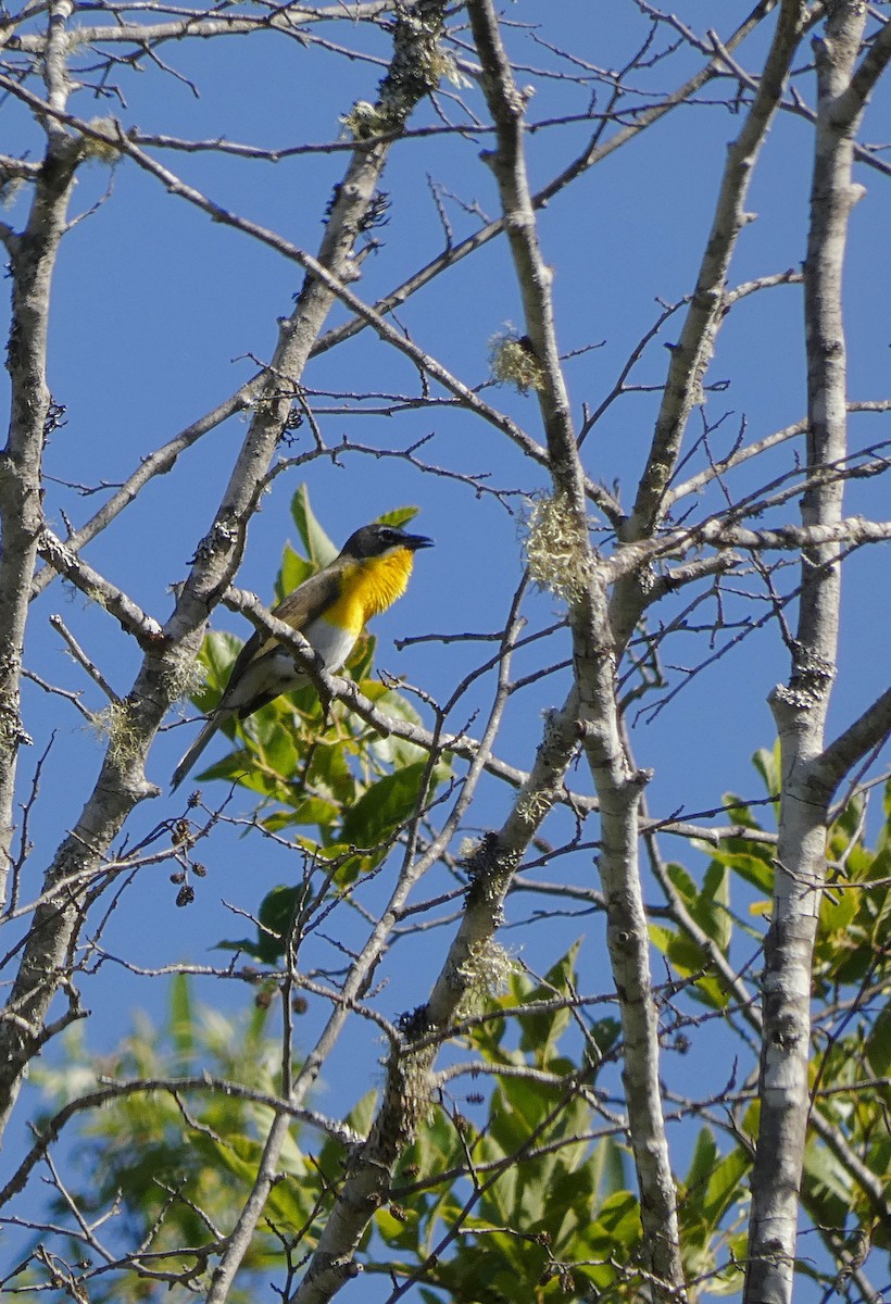 Yellow-breasted Chat - ML637473983