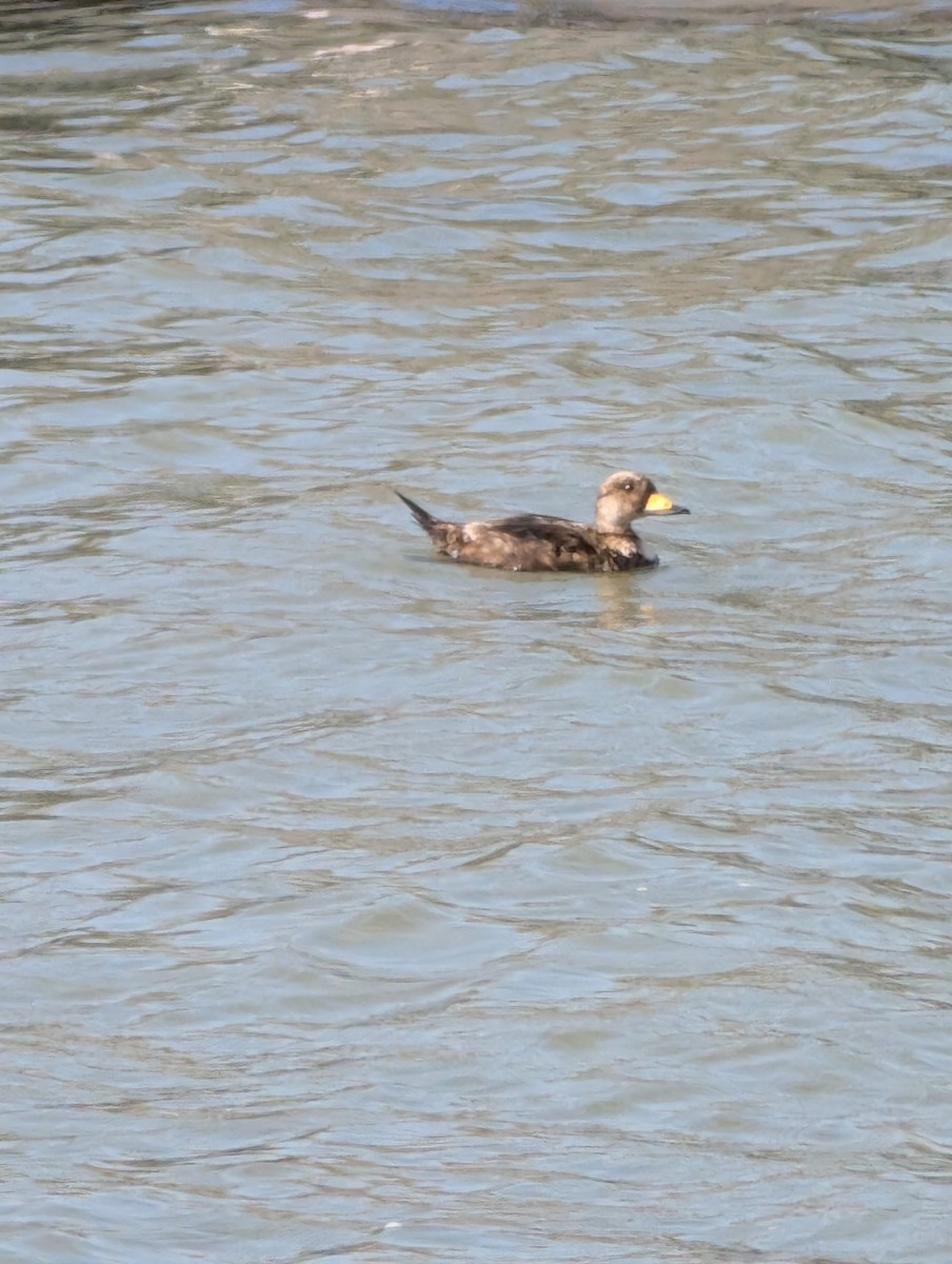 Black Scoter - ML637474032