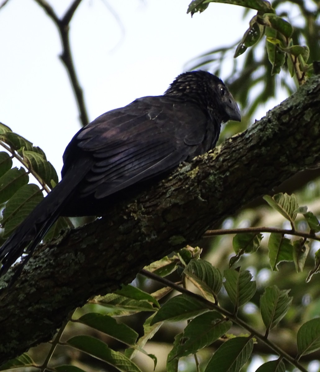 Smooth-billed Ani - ML637474057