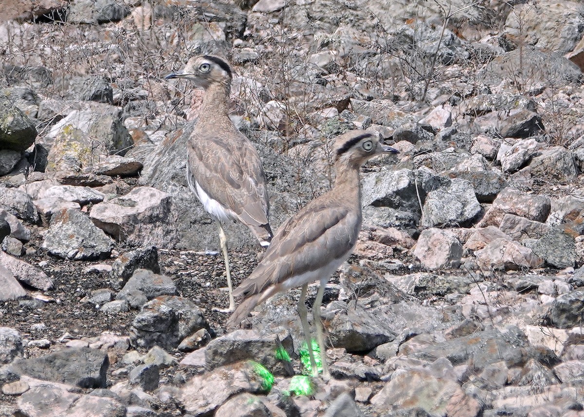 dytík bledý - ML637474118