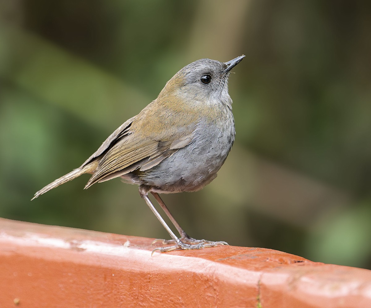 Black-billed Nightingale-Thrush - ML637474162