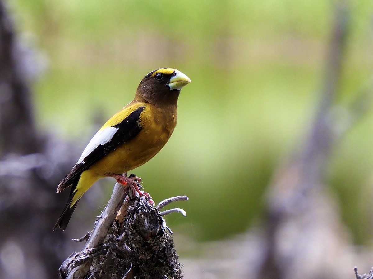 Evening Grosbeak - ML637474252