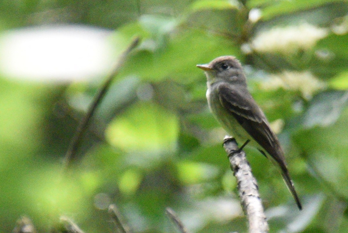 Eastern Wood-Pewee - ML637474254