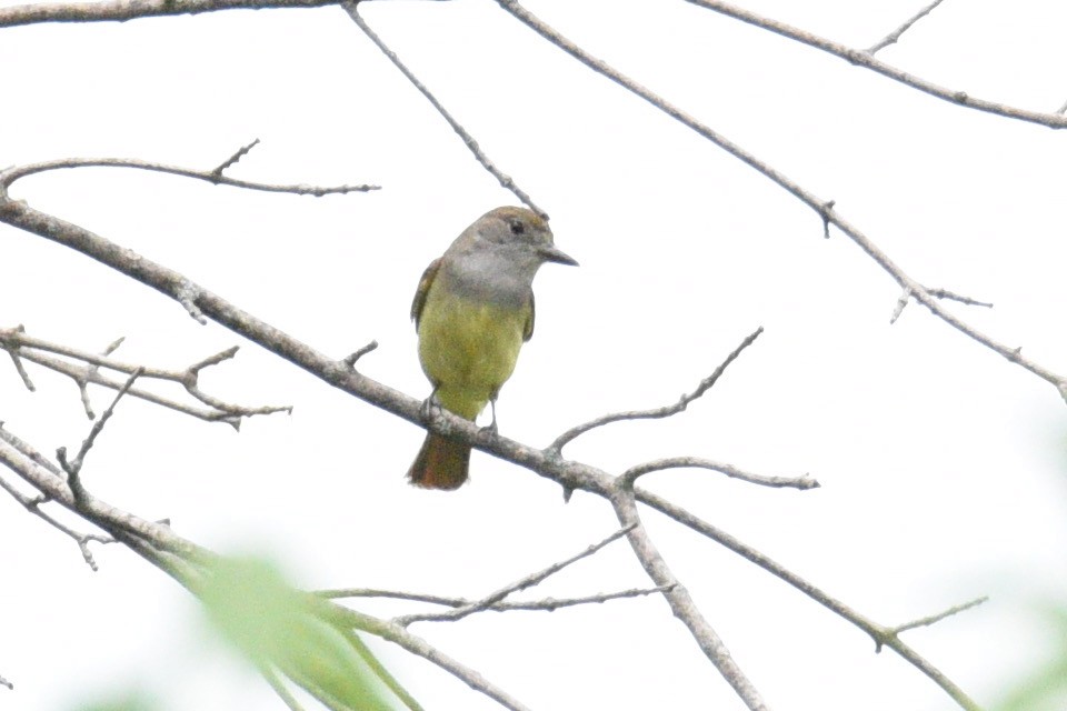 Great Crested Flycatcher - ML637474258