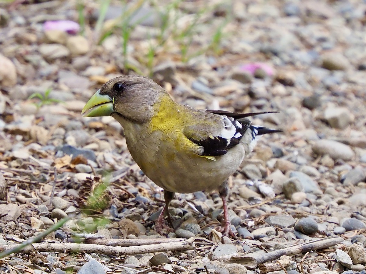 Evening Grosbeak - ML637474262