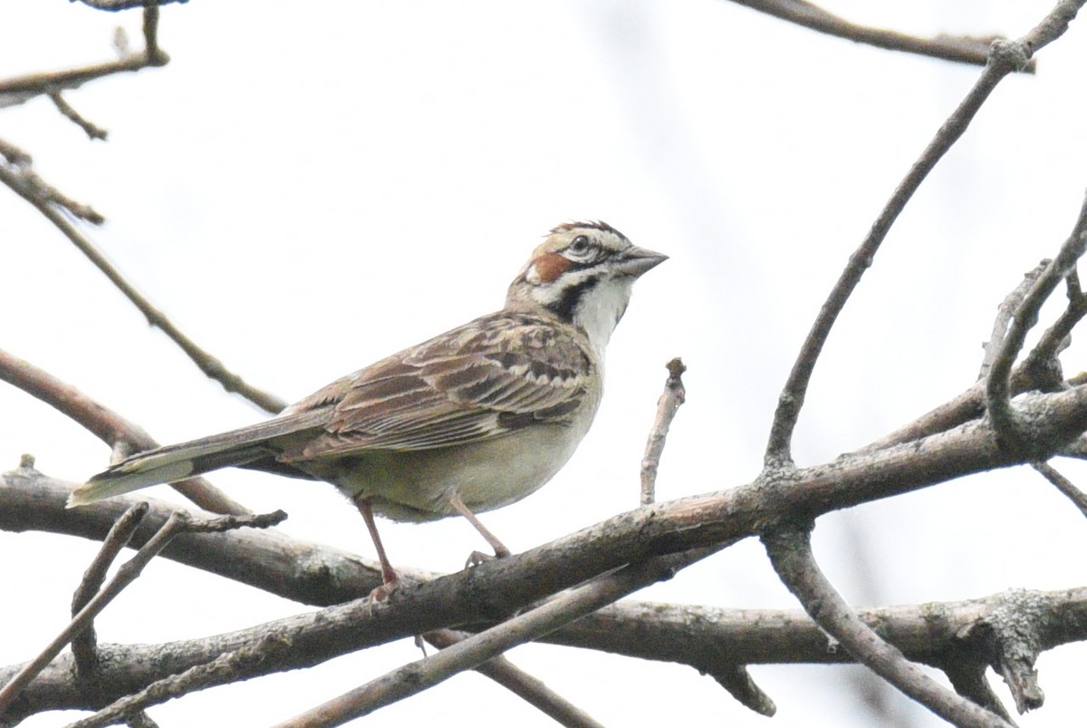 Lark Sparrow - ML637474263