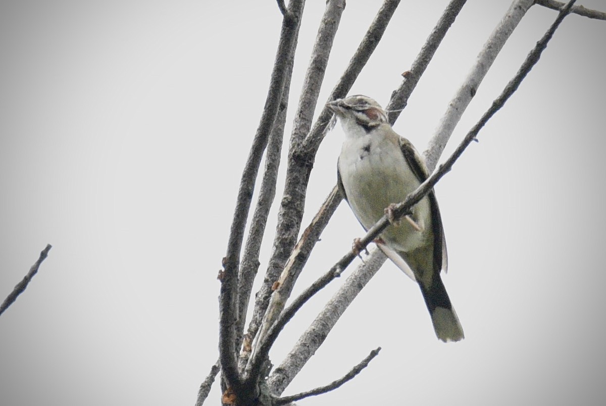 Lark Sparrow - ML637474264