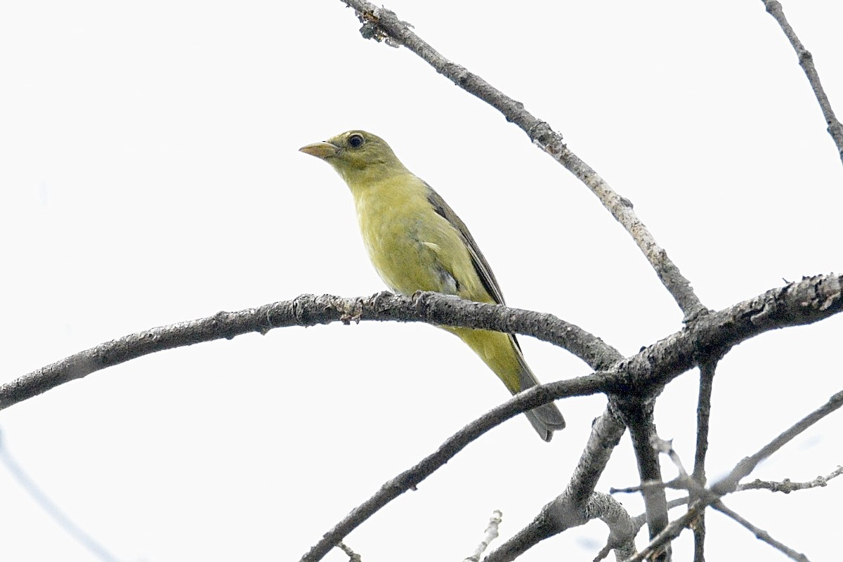 Scarlet Tanager - ML637474271
