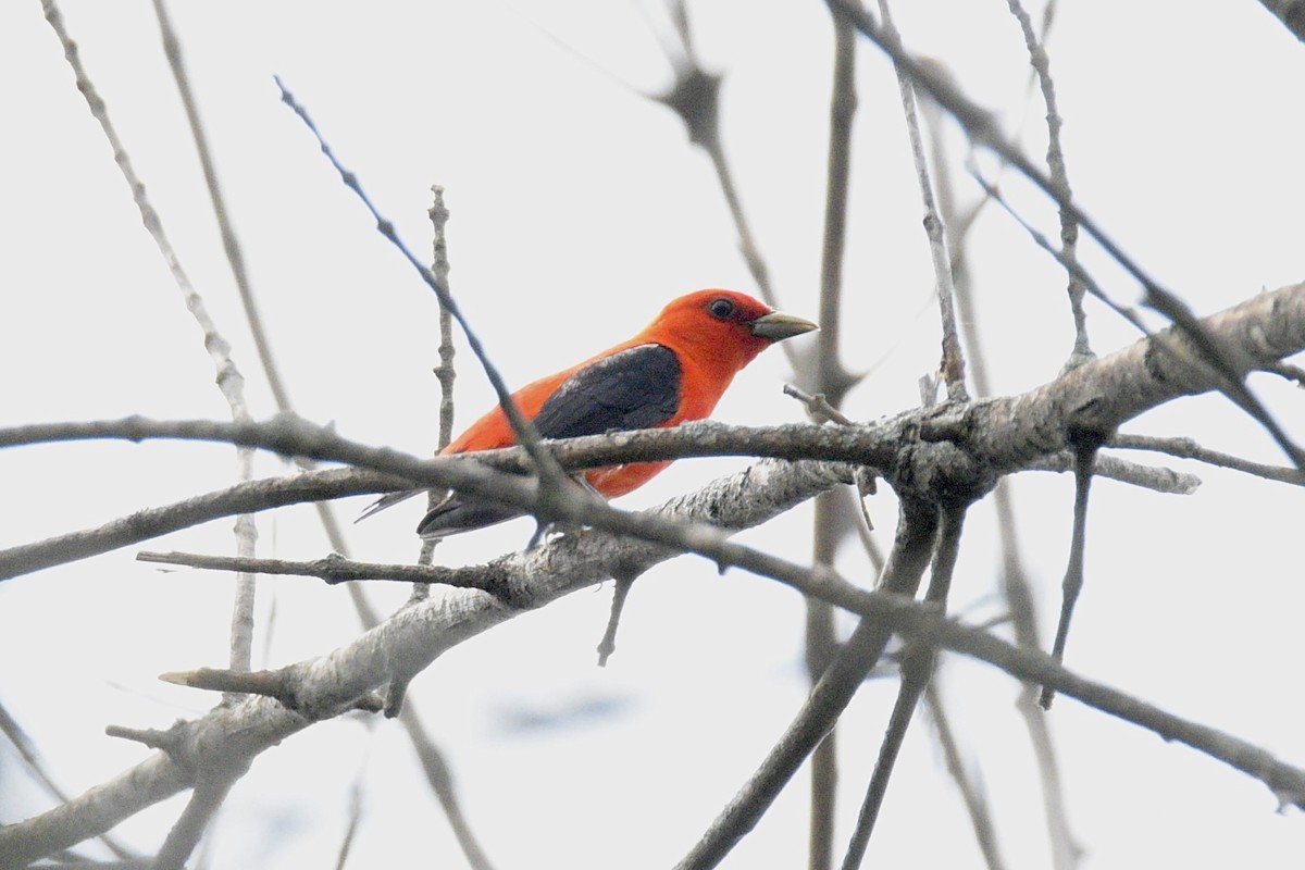 Scarlet Tanager - ML637474272