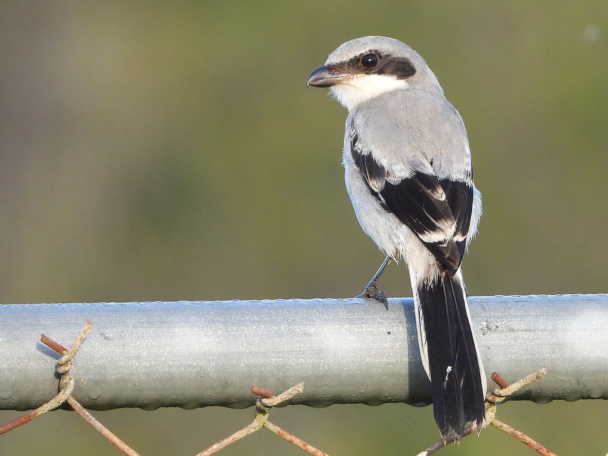 Loggerhead Shrike - ML637474297