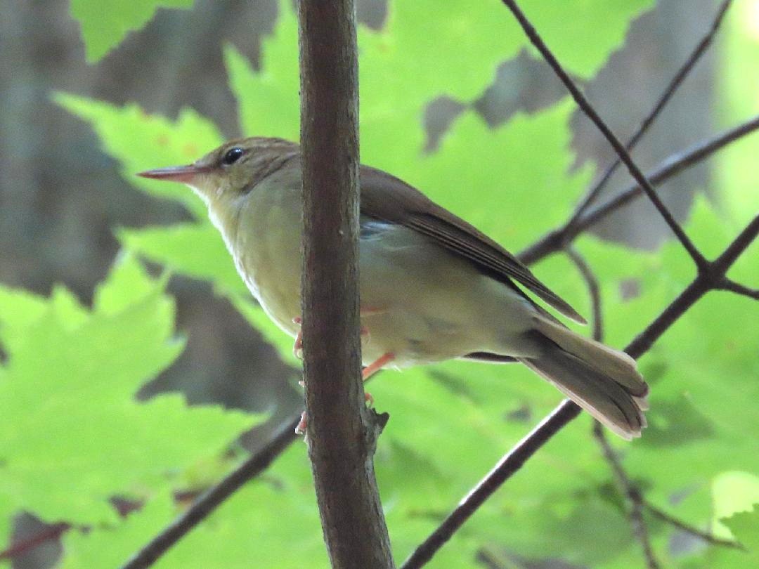 Swainson's Warbler - ML637474396