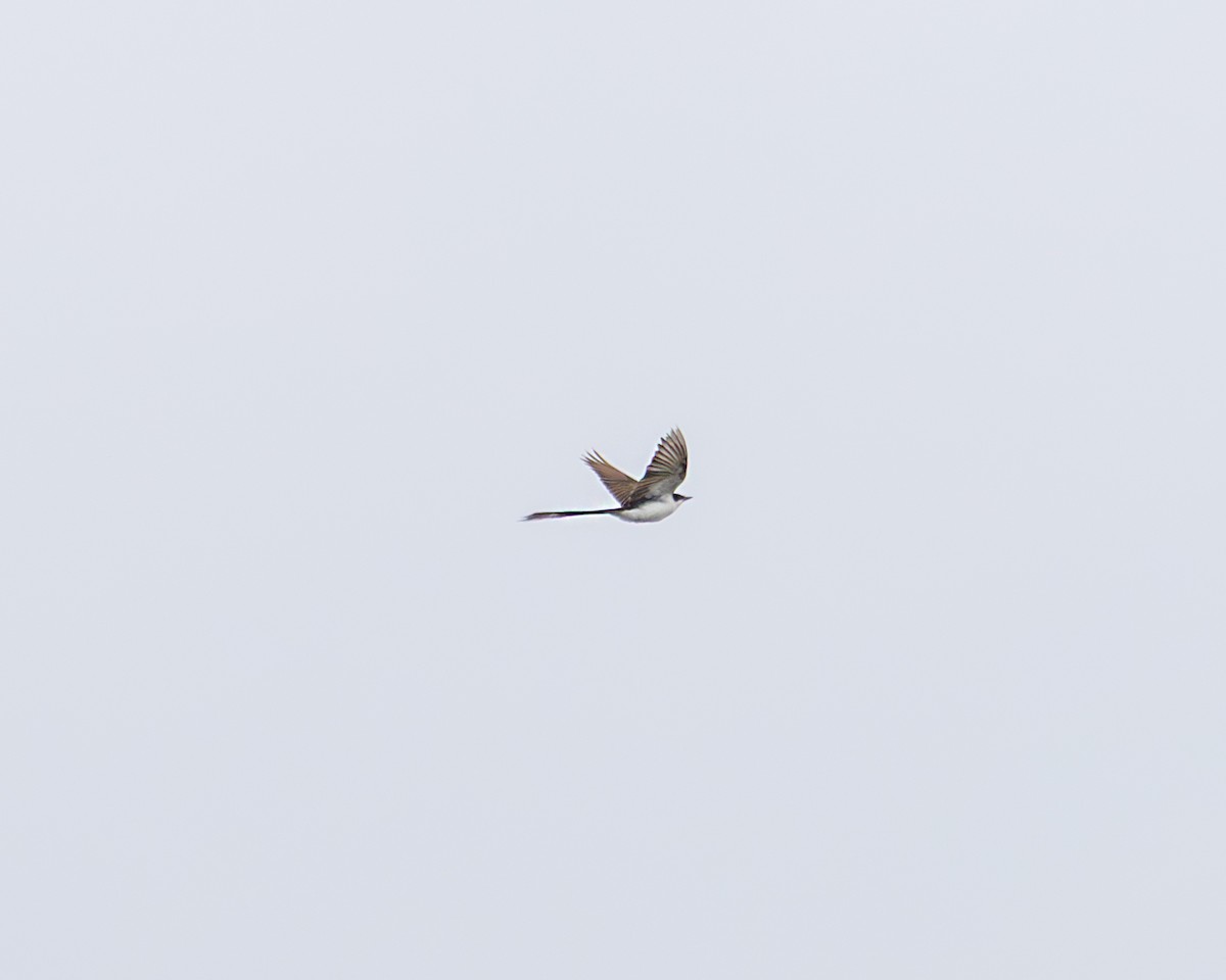 Fork-tailed Flycatcher - ML637474399