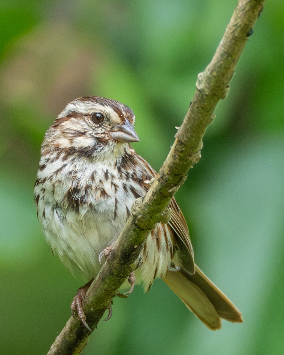 Song Sparrow - ML637474529