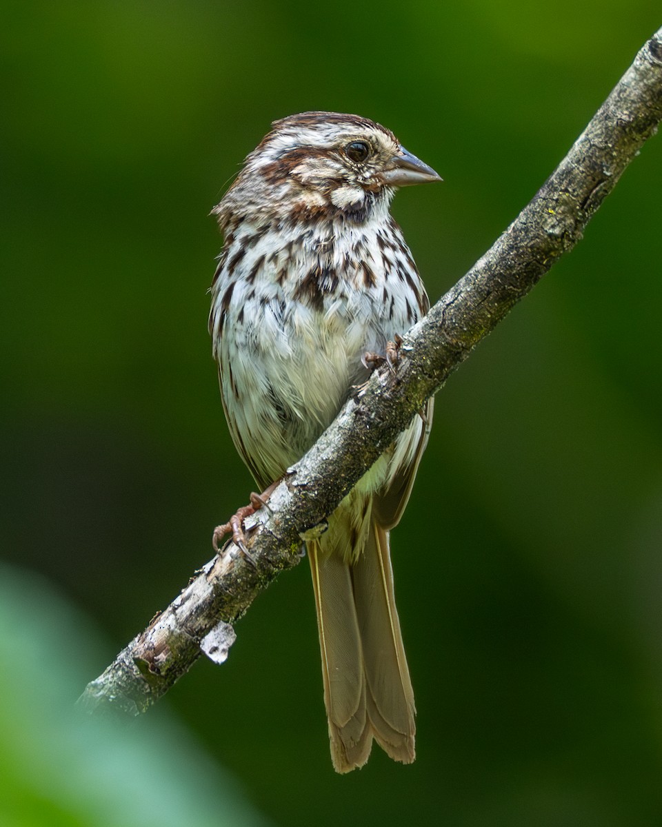 Song Sparrow - ML637474530