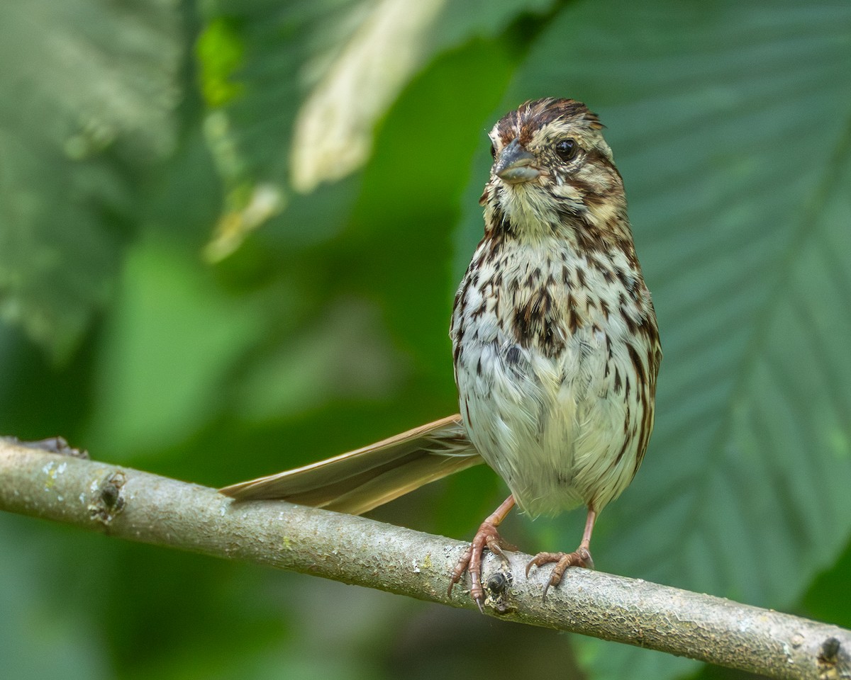 Song Sparrow - ML637474531