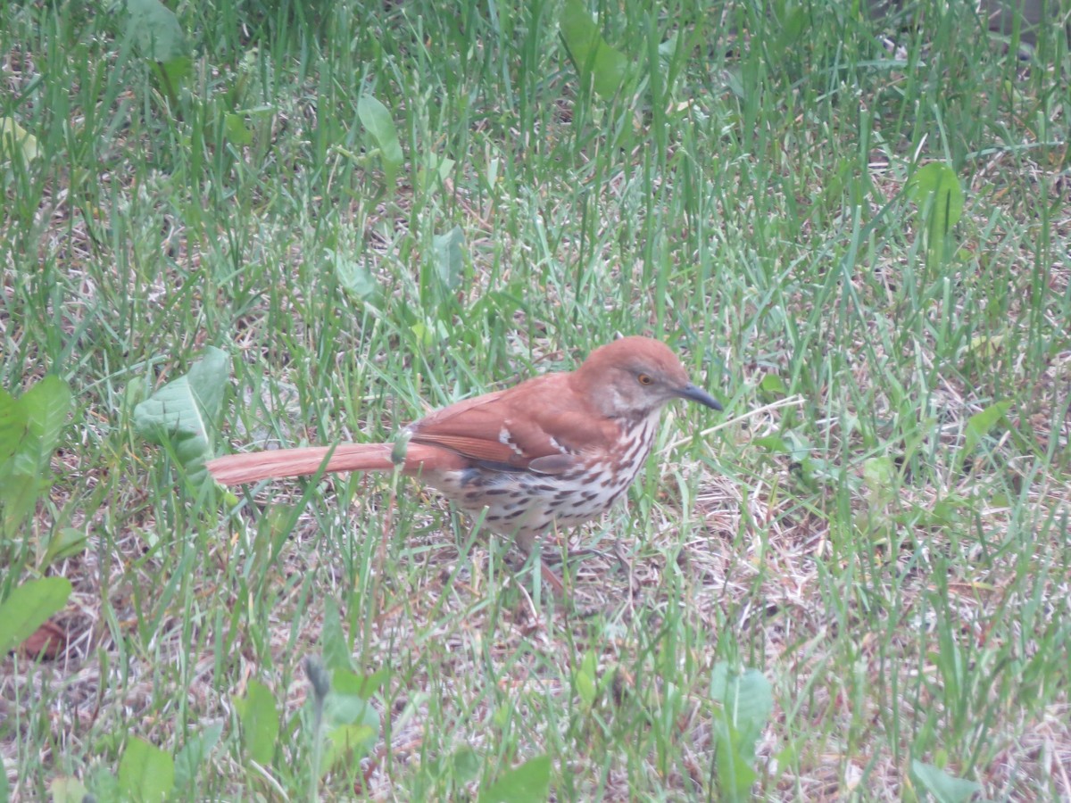 Brown Thrasher - ML637474562