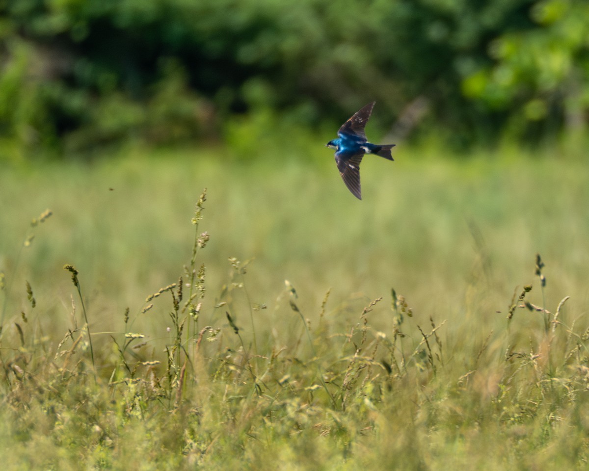 Tree Swallow - ML637474568