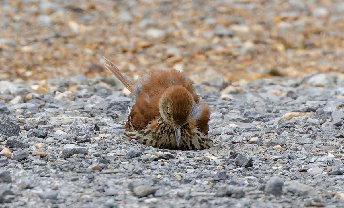 Brown Thrasher - ML637474579