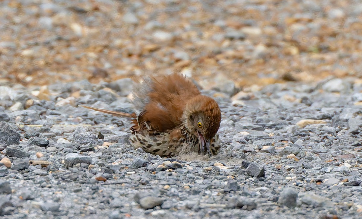Brown Thrasher - ML637474581
