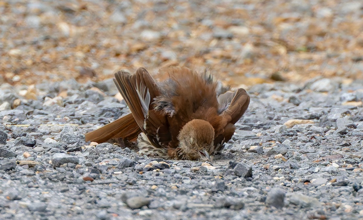 Brown Thrasher - ML637474582