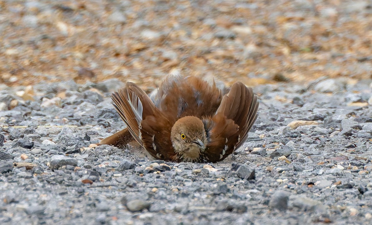 Brown Thrasher - ML637474585