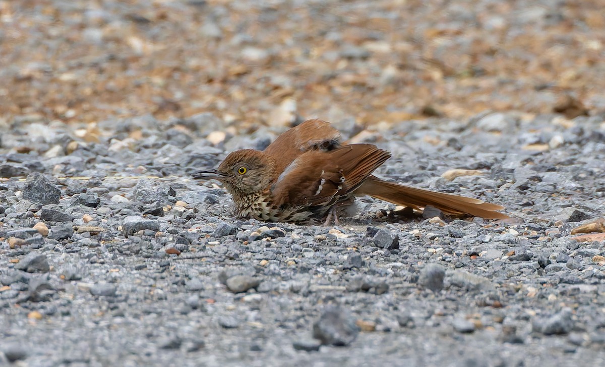 Brown Thrasher - ML637474587