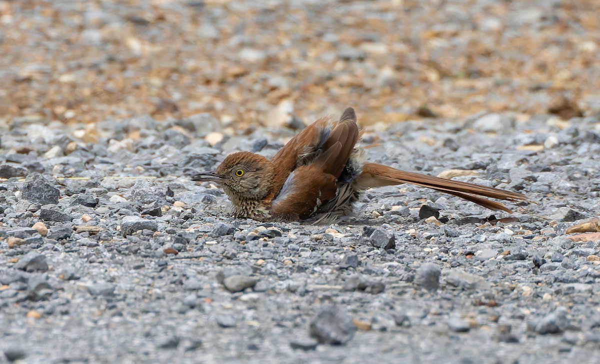 Brown Thrasher - ML637474588