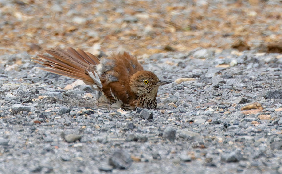 Brown Thrasher - ML637474589