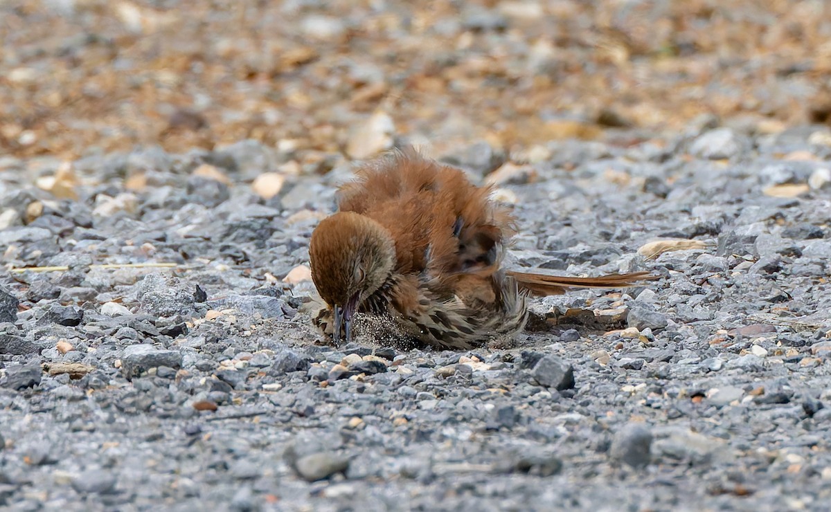 Brown Thrasher - ML637474591