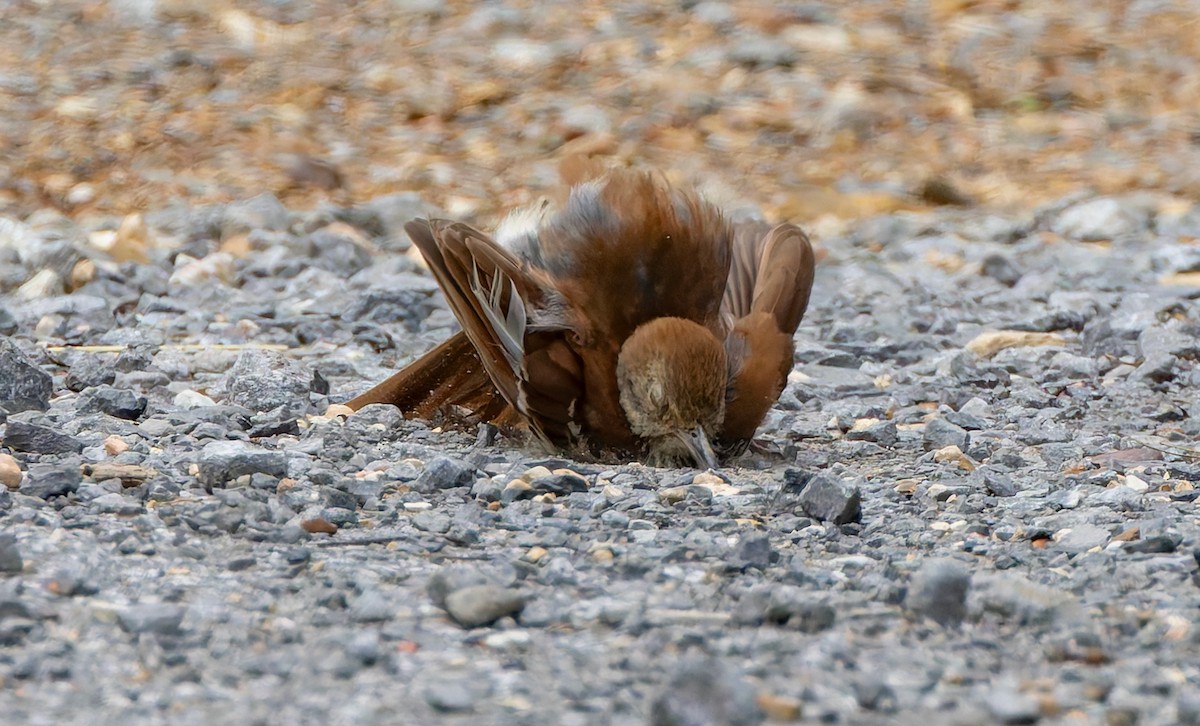 Brown Thrasher - ML637474593